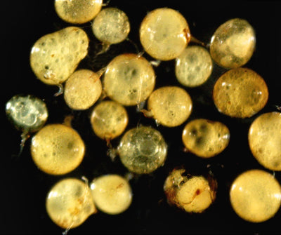 Funneliformis Mosseae