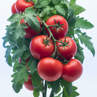 Vegetables